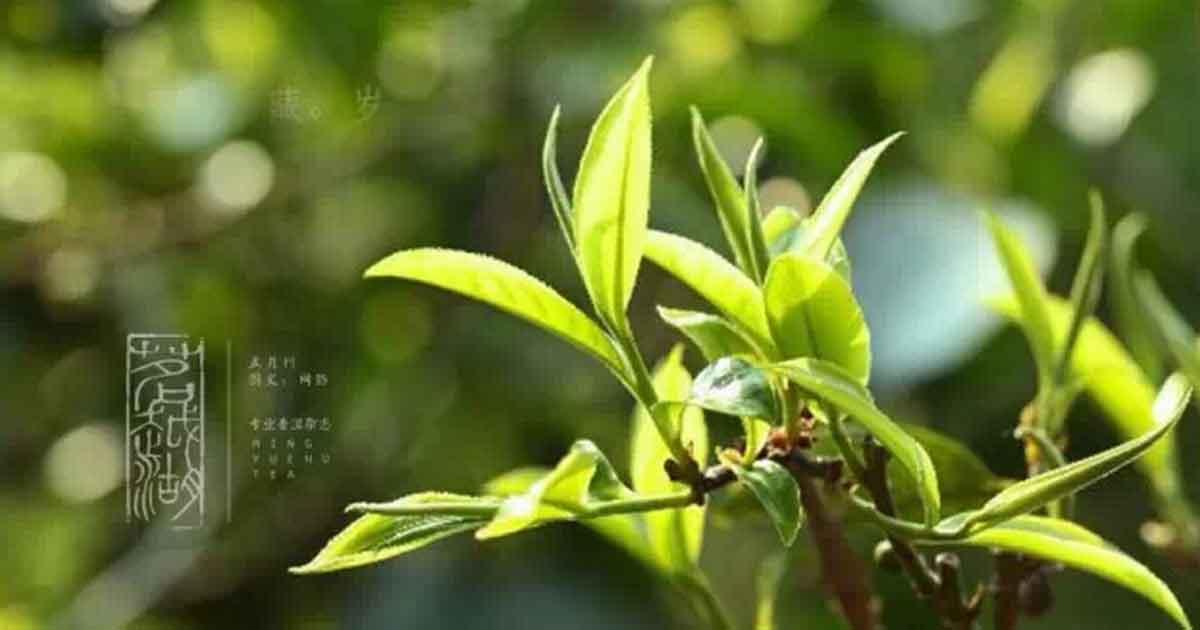 О чайных листьях пуэра